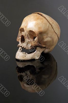 real skull