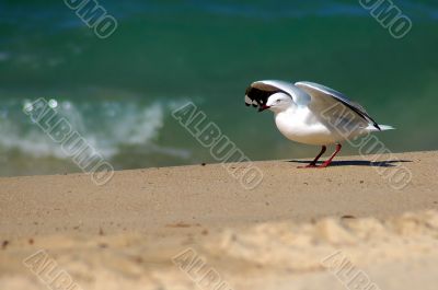 flying seagull