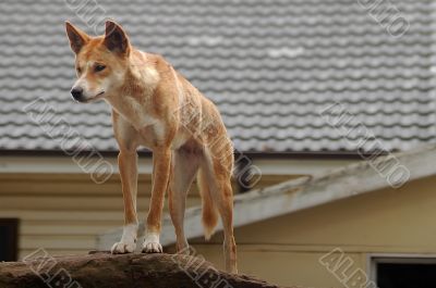 Australian dingo