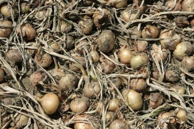 onions background