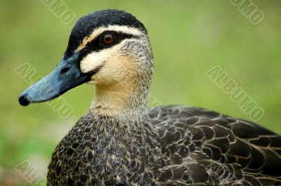 duck detail