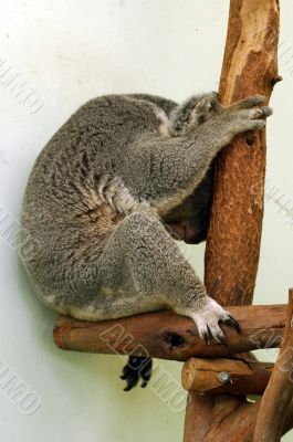 sleeping koala
