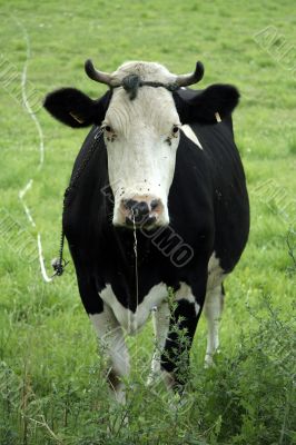 black cow