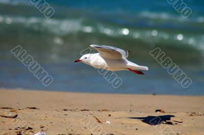 flying seagull