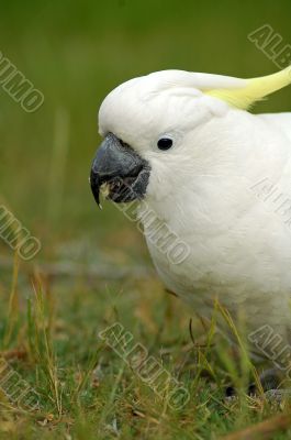 white cockatoo