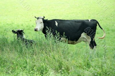 black cows