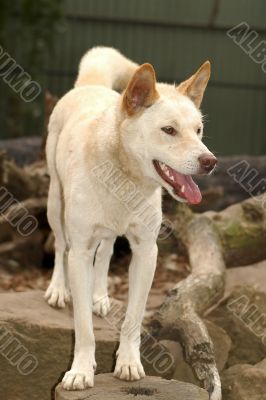 australian dingo