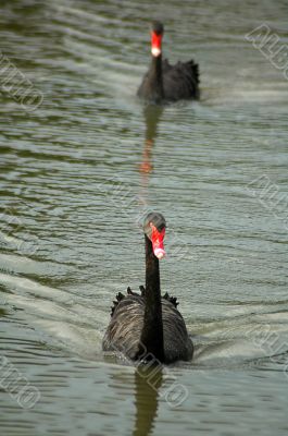 black swans