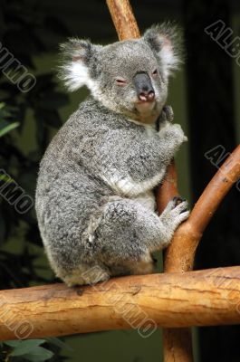 koala on a tree