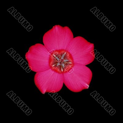 Red flower, isolated on black