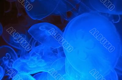 jellyfish
