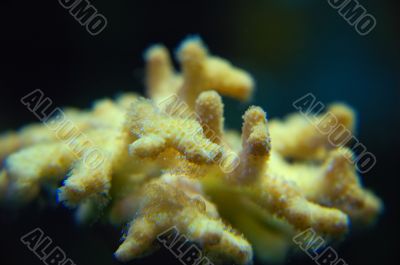 CORAL