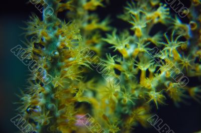 CORAL