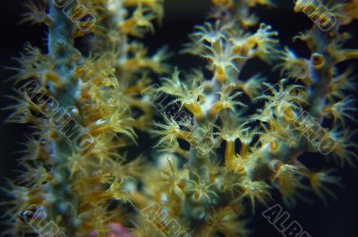 CORAL