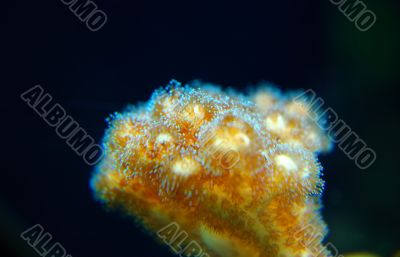 CORAL