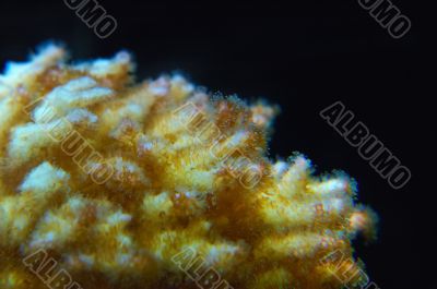 CORAL