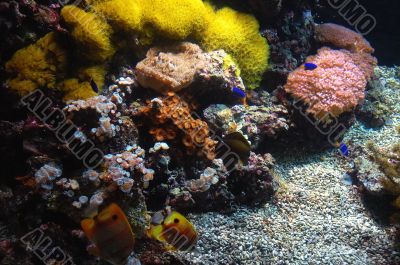 CORAL REEF