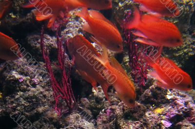 coral fish