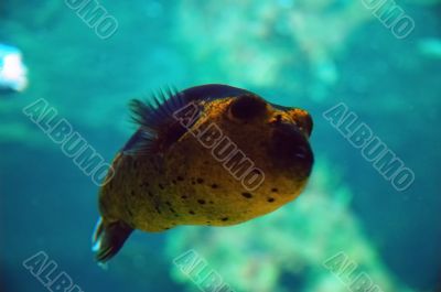 Masked Puffer