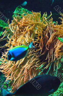 anemone fish