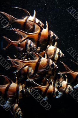 small fish
