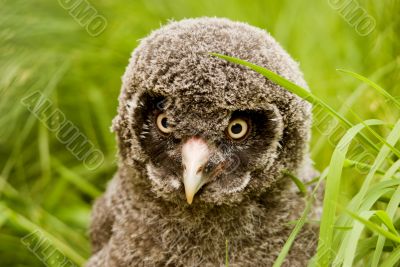 Great Grey Owl Chick