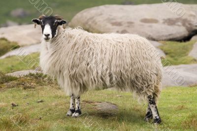 Male Sheep