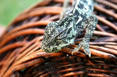 Chameleon