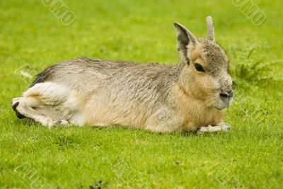 Patagonian Hare