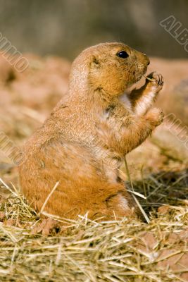 Prairie Dog