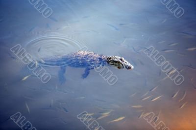 Crocodile floating