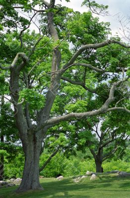 Trees
