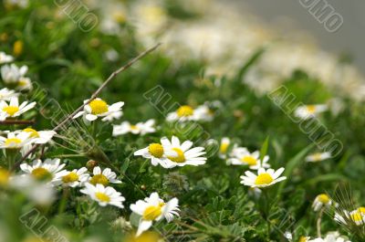 Spring flowers