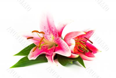 Two lillies