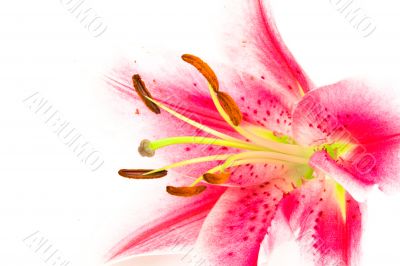 Closeup of a bright pink lily