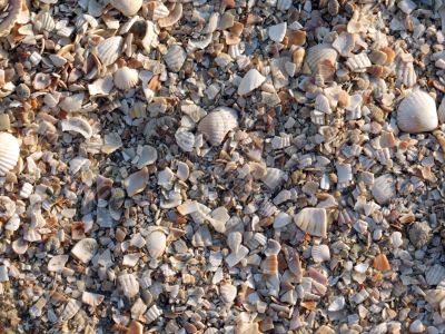 The small broken cockleshells on a beach.