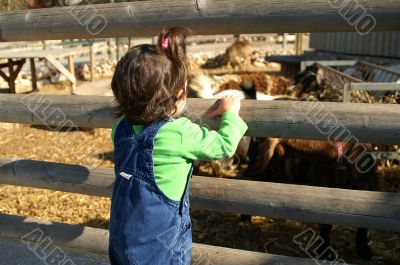 A child in a zoo