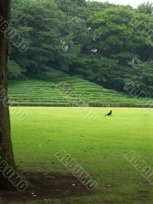 Tokyo garden