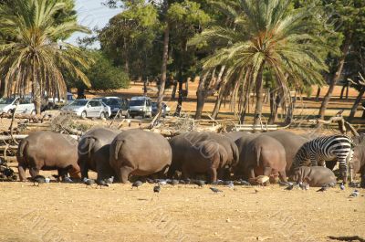 Hippopotamus, zabras in safari