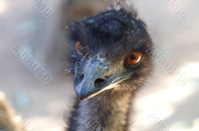 Ostrich closeup