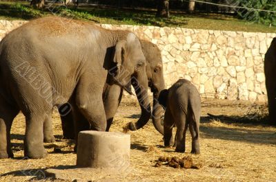Elephant baby with mother