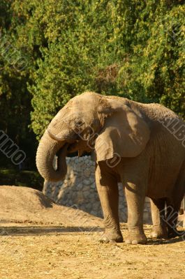Elephant