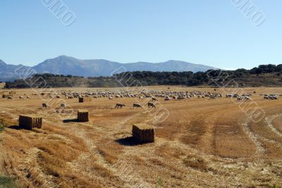 Near Huesca - Aragon