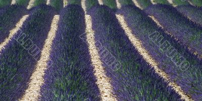 Valensole - Lavender