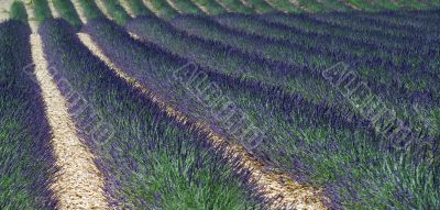 Valensole - Lavender