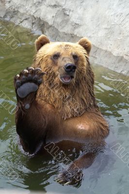 bear greets everyone