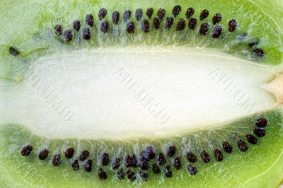 inside a kiwi