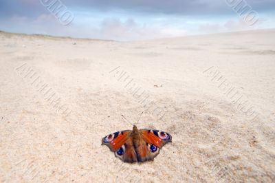 Nymphalis butterfly on a beach