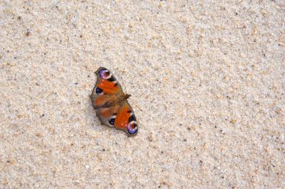 butterfly on a beach