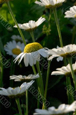 Field of daisies